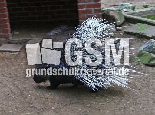 Stachelschwein-076.jpg